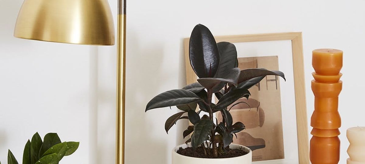 How to Move Your Plants Outside Without Killing Them (and