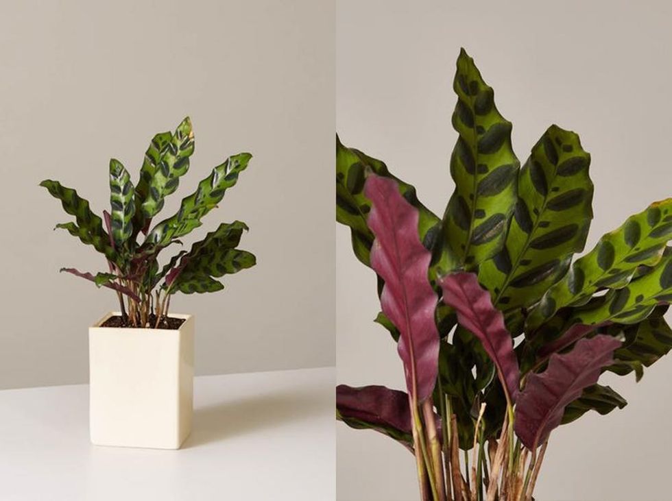 The Best Houseplants for Every Room in Your Home Brit + Co