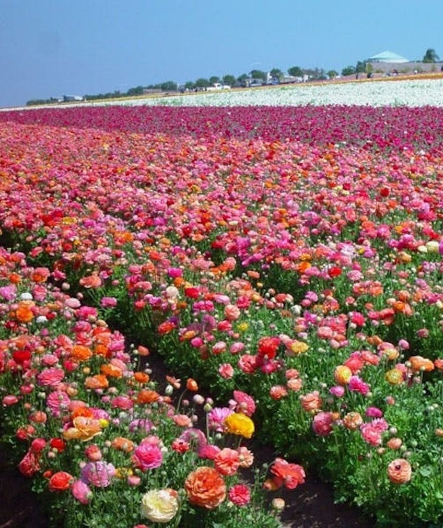 10 Stunning Places to See Flowers in the US - Brit + Co