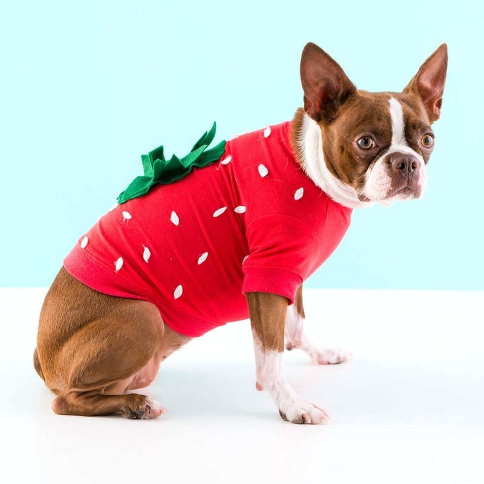 81 of the Best Dog Halloween Costume Ideas for Your Pooch Brit + Co