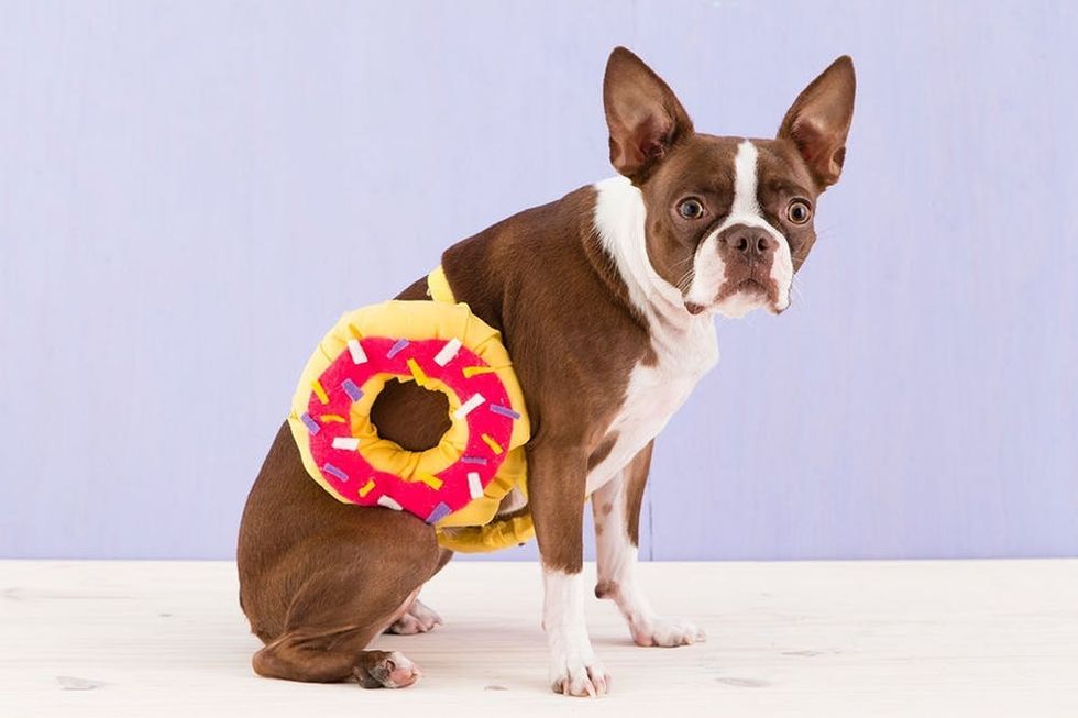 81 of the Best Dog Halloween Costume Ideas for Your Pooch Brit + Co
