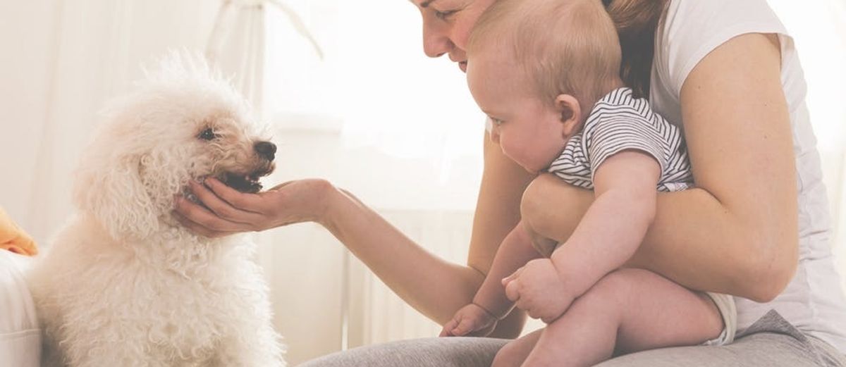 How to Prepare Your Dog for Your New Baby Brit + Co