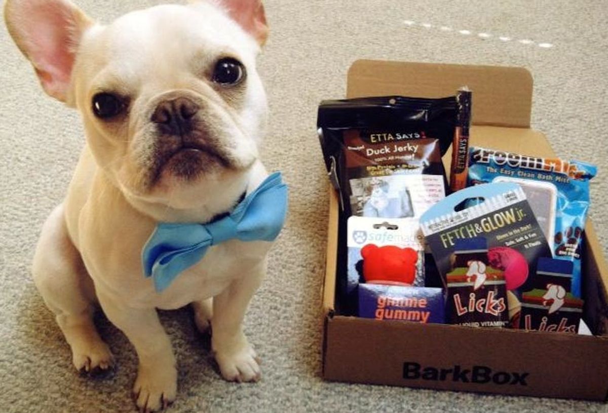 24 Gifts to Get Your Dog for National Dog Day Brit + Co