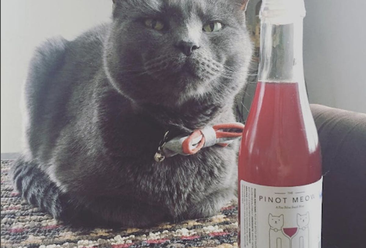 Cat Wine Is Now a Real Thing and Here’s Why You’ll Want It Brit + Co