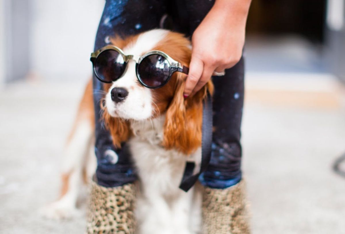 5 PetFriendly Airports That Will Pamper Your Pet Brit + Co