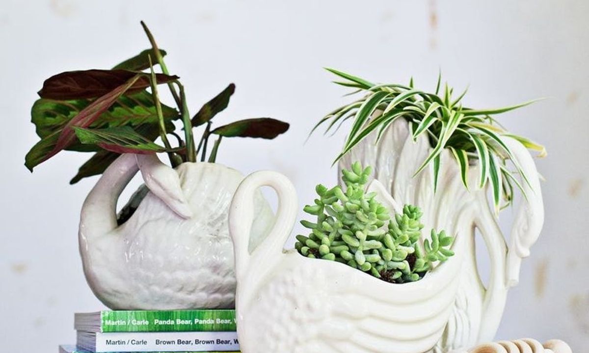 10 NonToxic Plants for Your Nursery Brit + Co