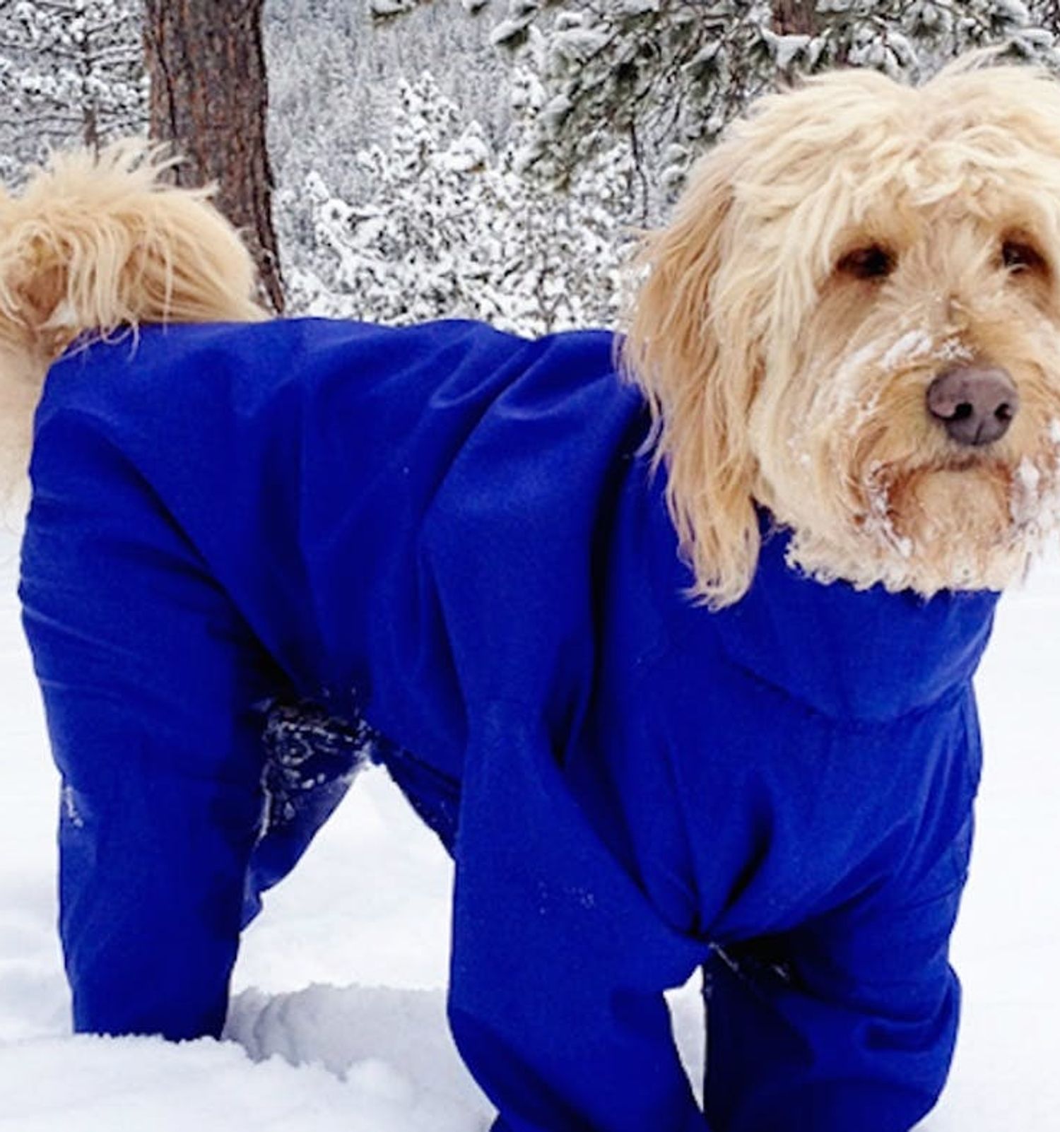 PSA Snowsuits for Dogs Totally Exist