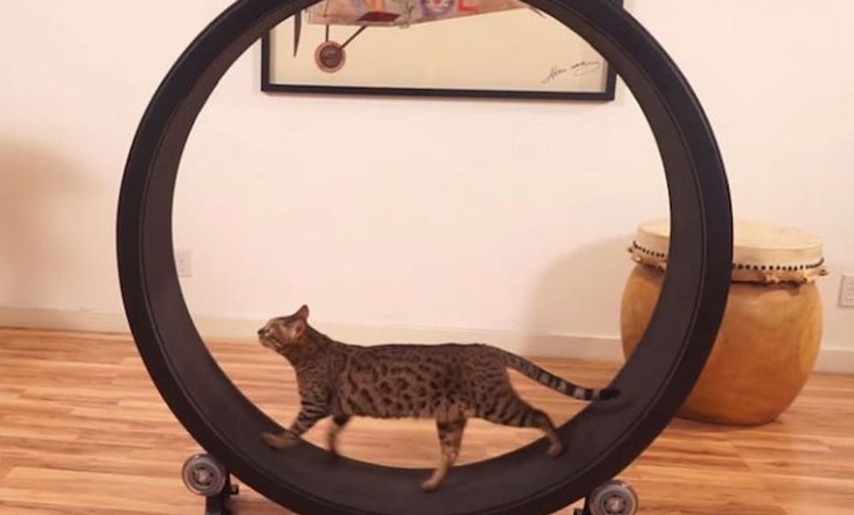 This Cat Exercise Wheel Just Raised Over 285,000 Brit + Co
