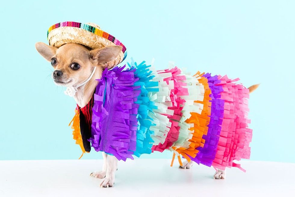 Five DIY Dog Costumes to Dress Up BAE this Halloween Brit + Co