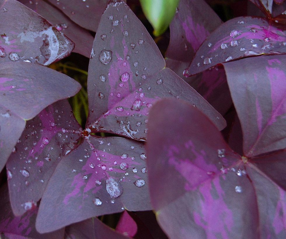 18 Easy and Colorful House Plants That Are Hard to Kill Brit + Co