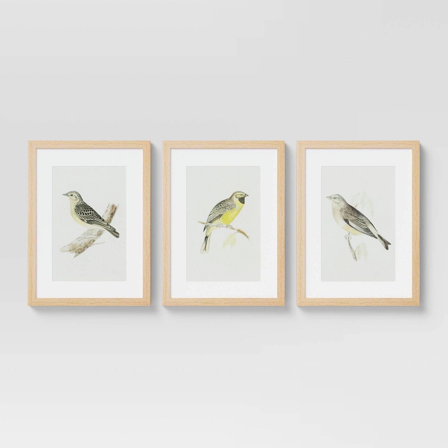 Birds Framed Under Glass Set Of 3