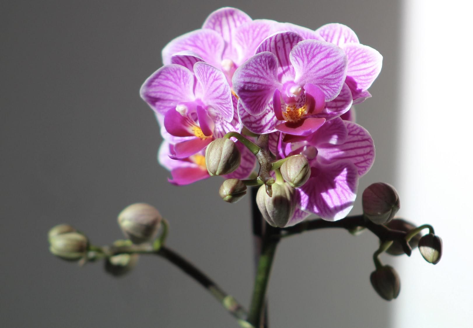 Phalaenopsis Orchid