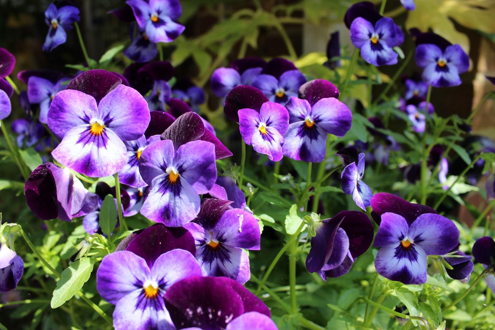 violas colorful flowers