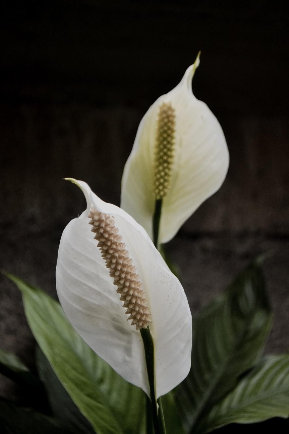 Peace Lily