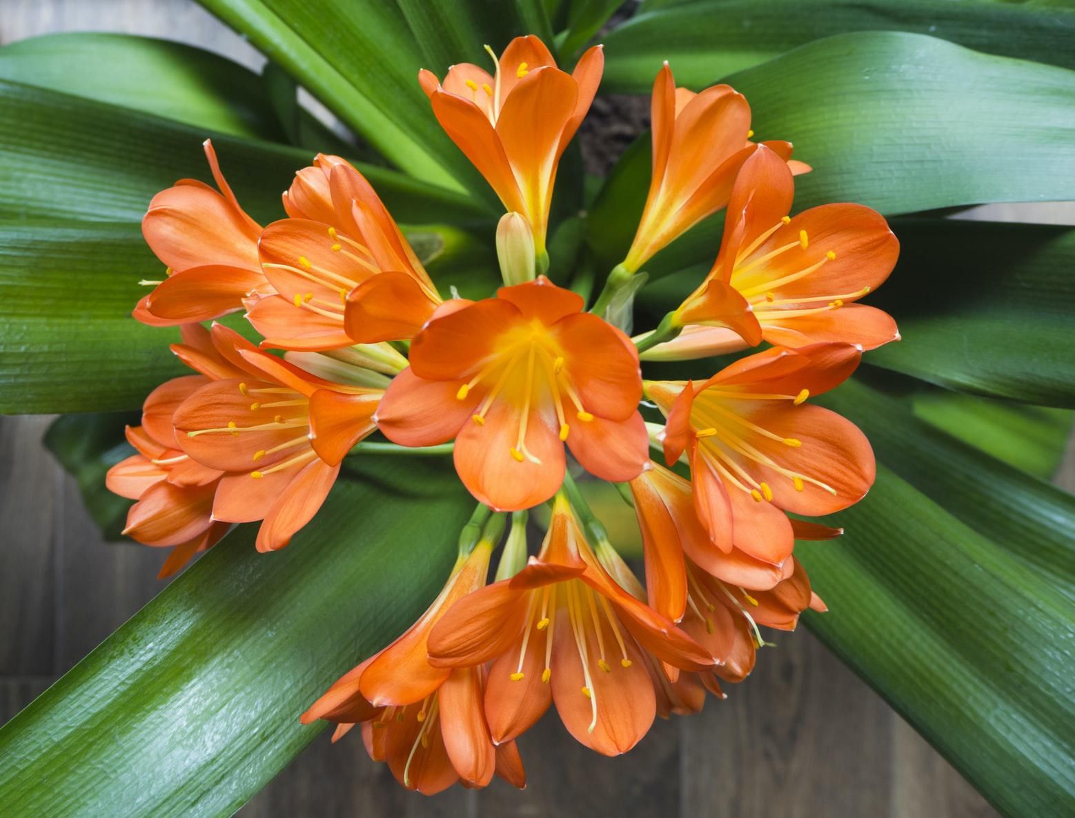 Clivia plant