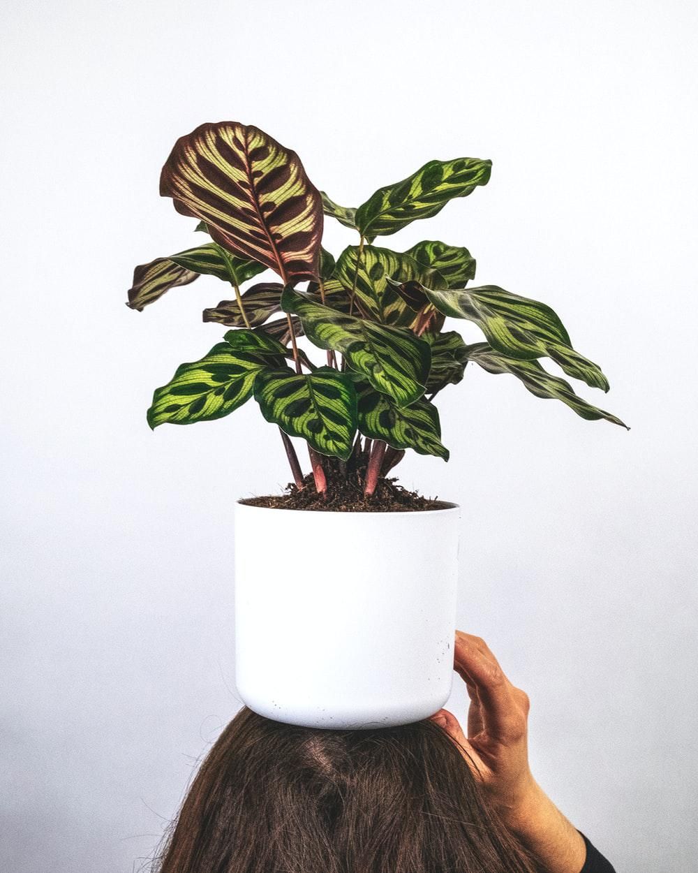 Calathea