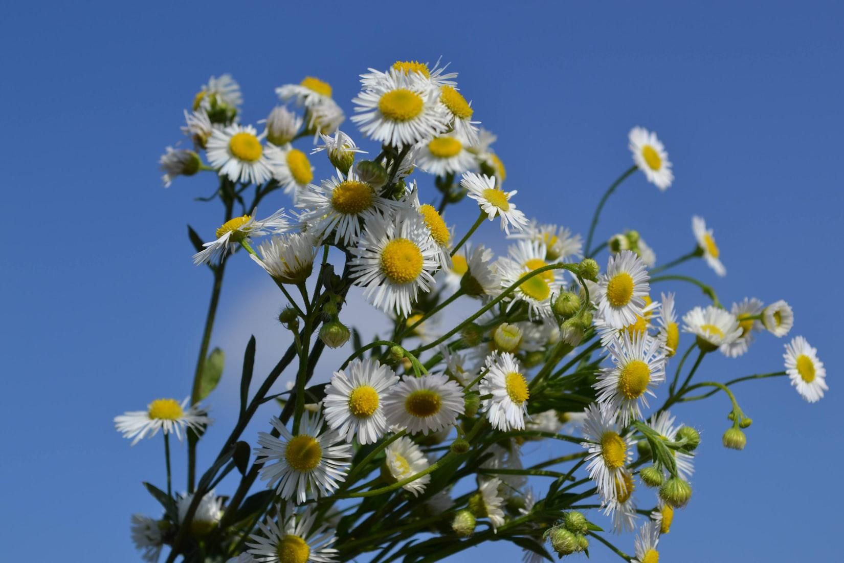 Chamomile