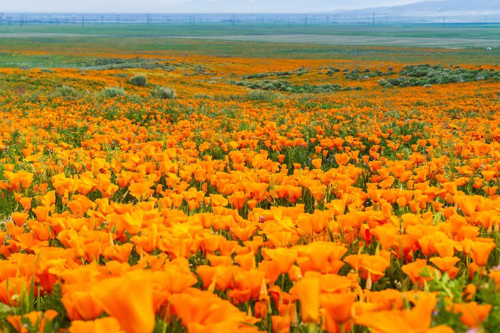 Field of vibrant orange poppies under a cloudy sky.