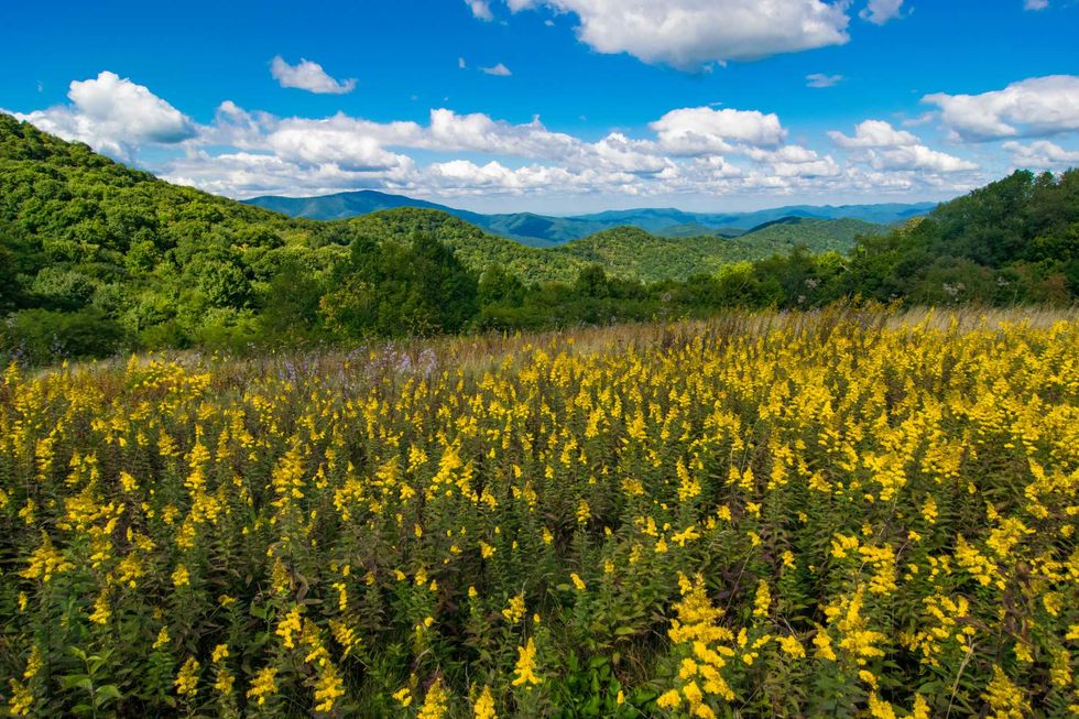 Field of yellow wildflowers with a mountain backdrop under a bright blue sky.