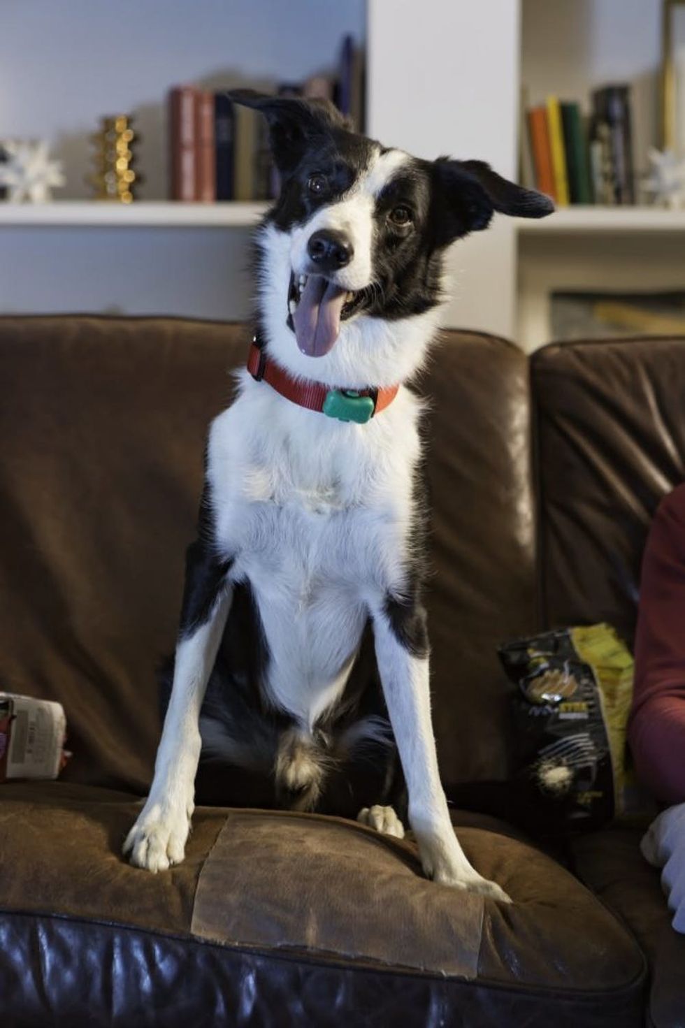 FitBark_Dog_Couch_HR