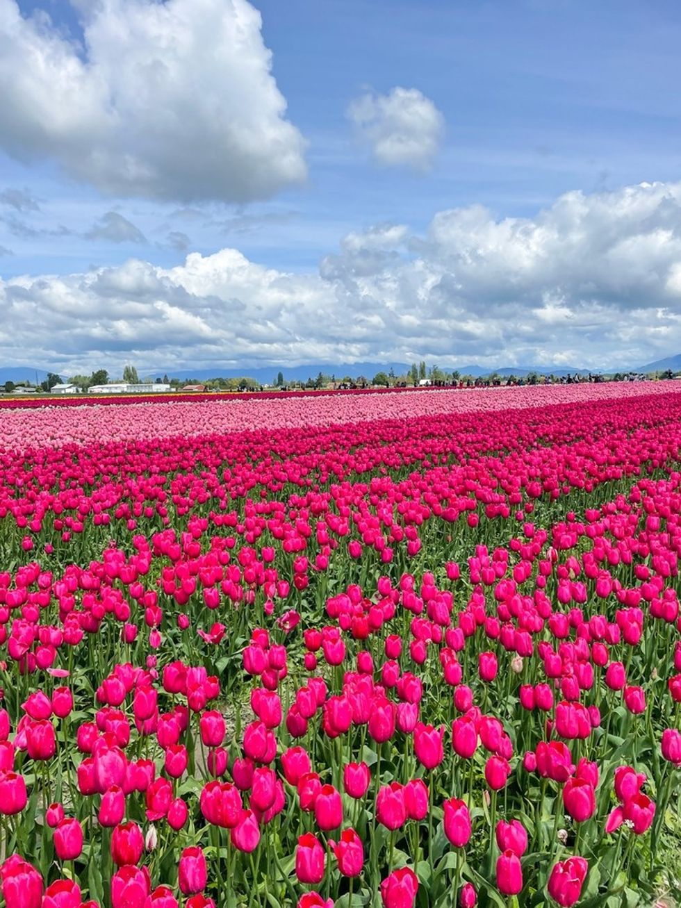 flower fields