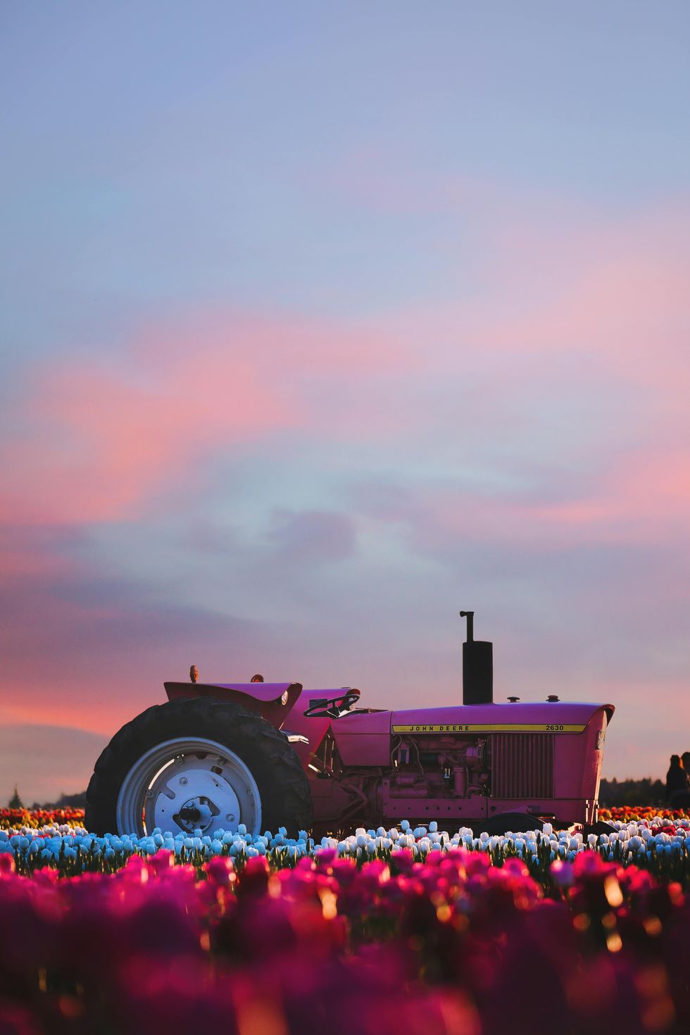 flower fields