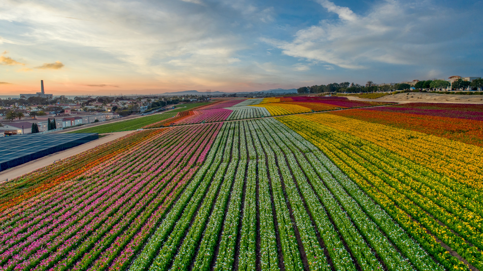 flower fields