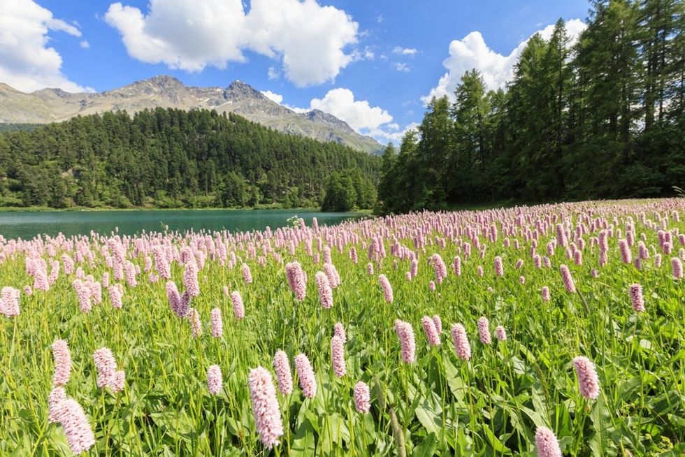 Flowers bloom at Lej da Champf\u00e8r, St. Moritz