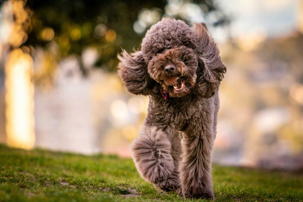 Fluffy dog joyfully running on grass with ears flapping.