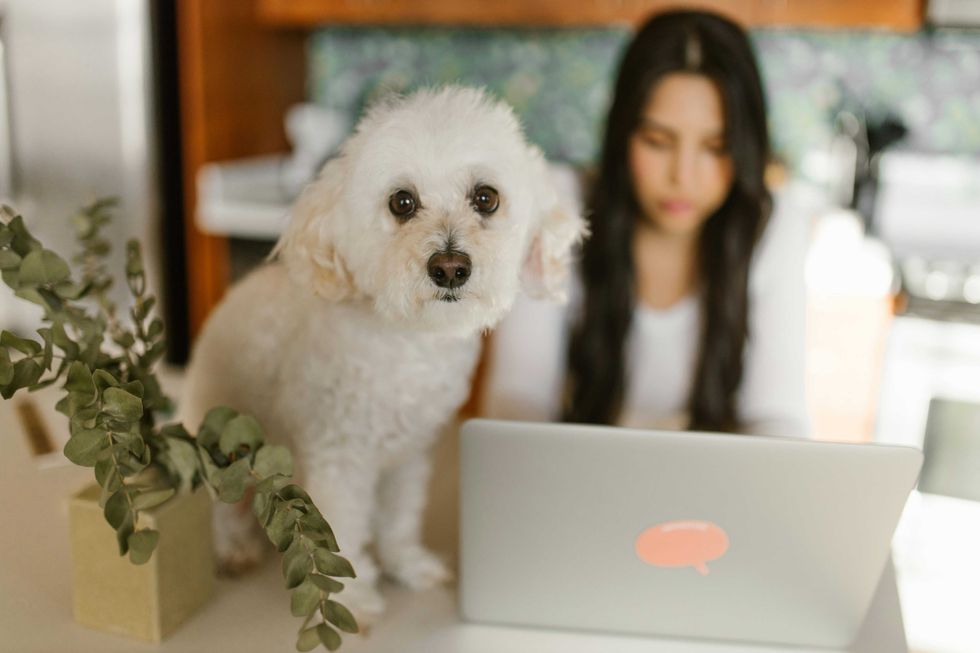 Fluffy white dog on table beside woman working on laptop.