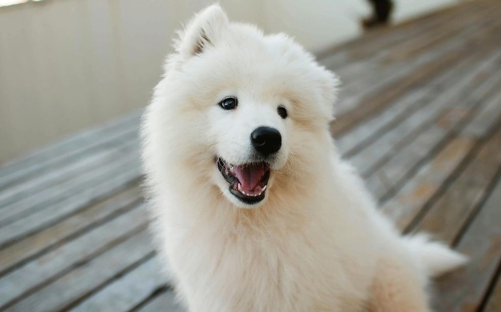 fluffy white dog