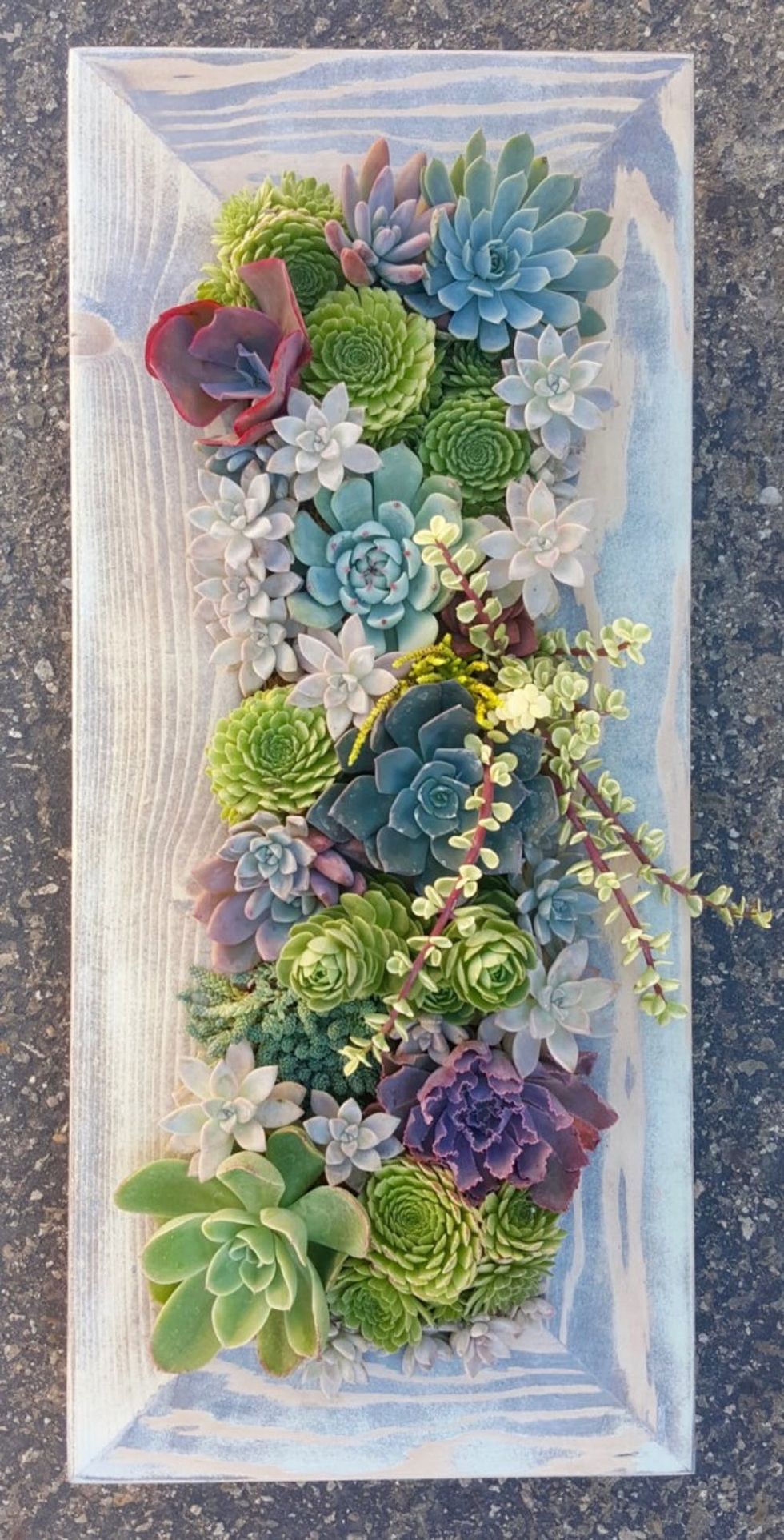 Framed Succulent Vertical
