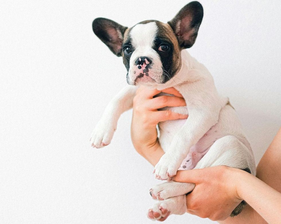french bulldog puppy