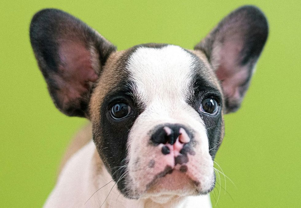 french bulldog puppy