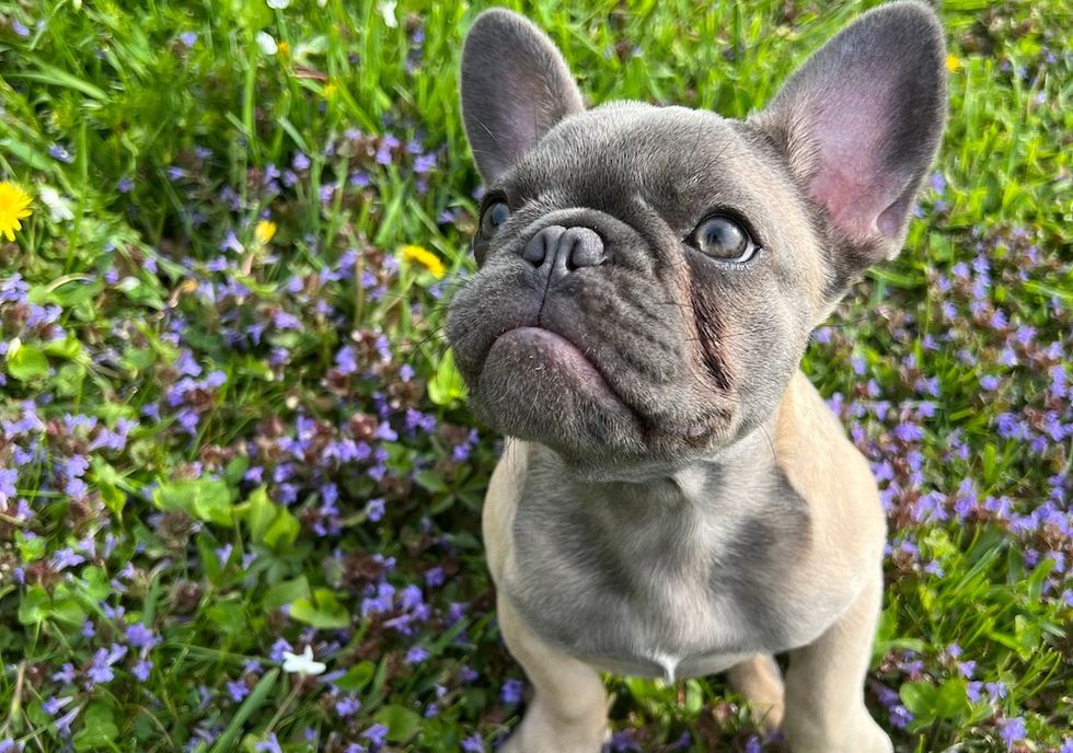 French Bulldog