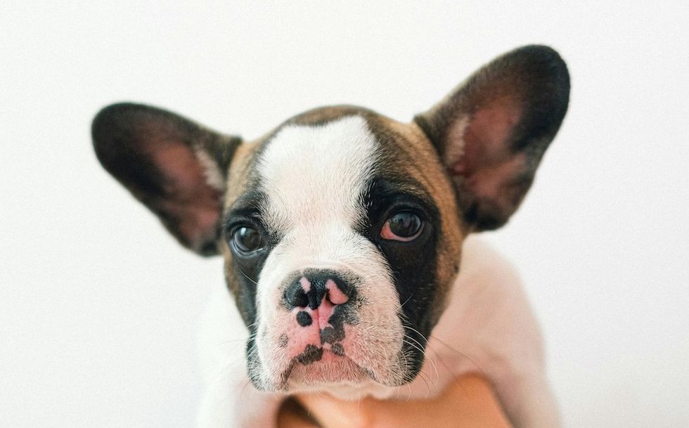french bulldog