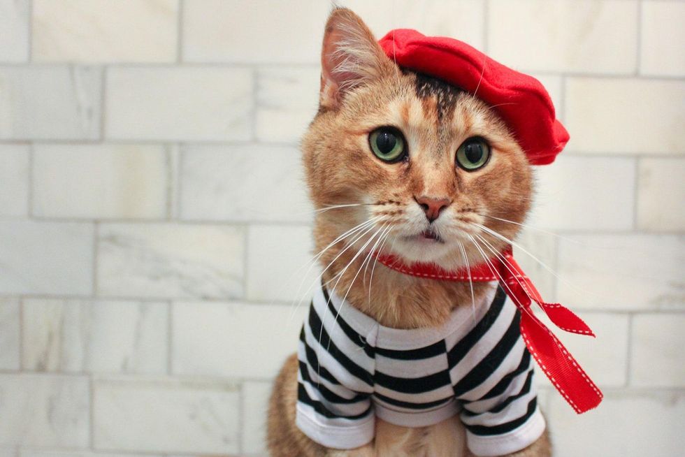 french cat costume