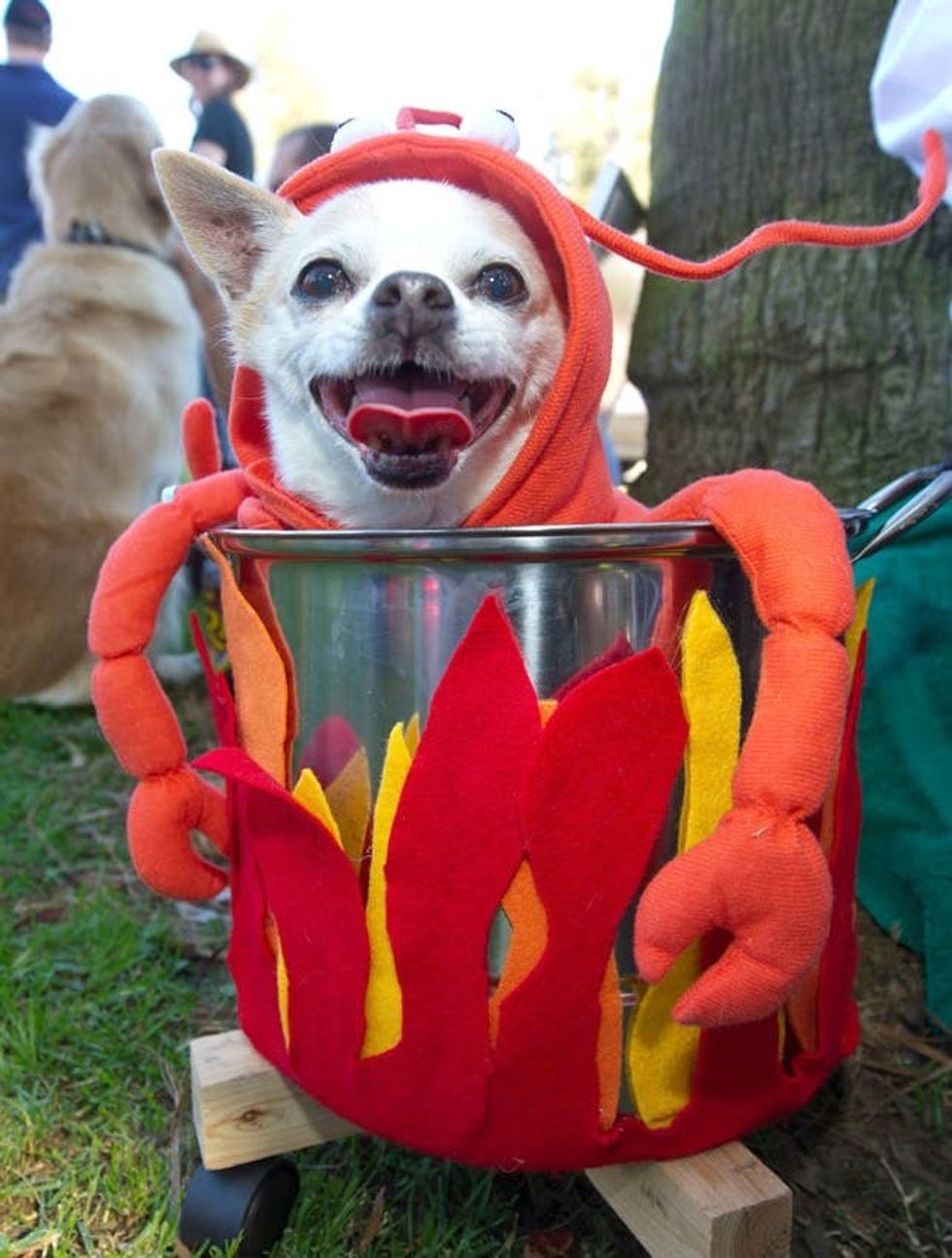 funny dog costume