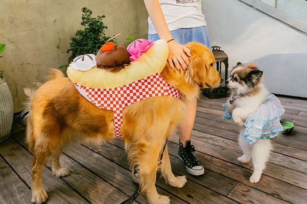 funny dog costumes