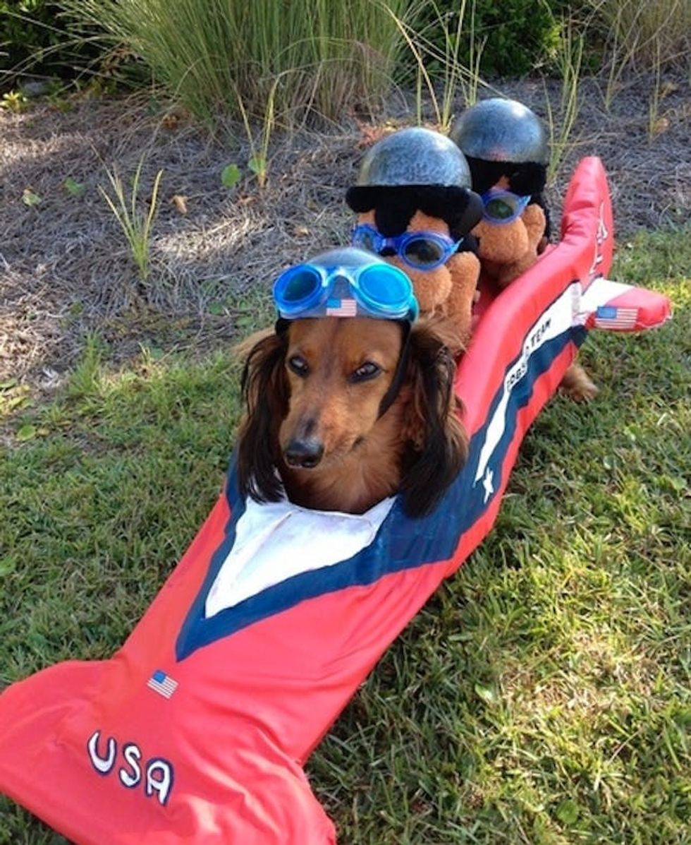 funny pet costumes