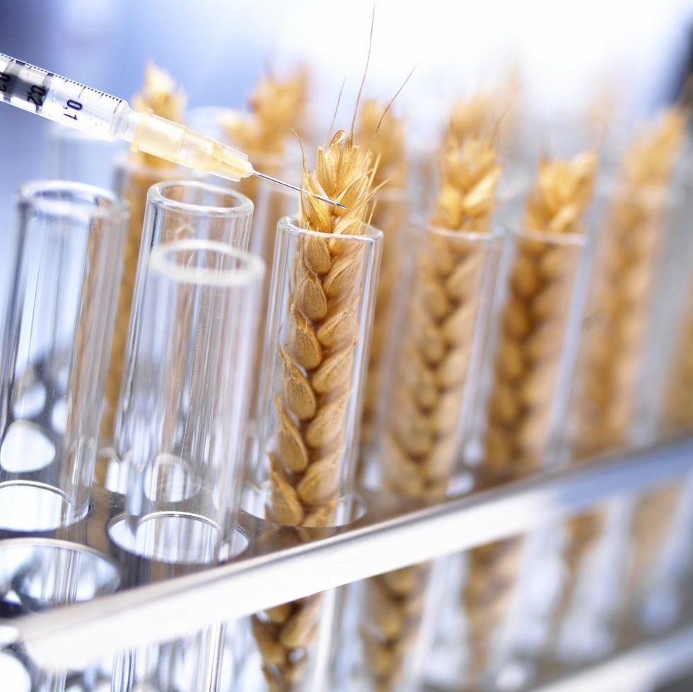 Genetically modified wheat in tube