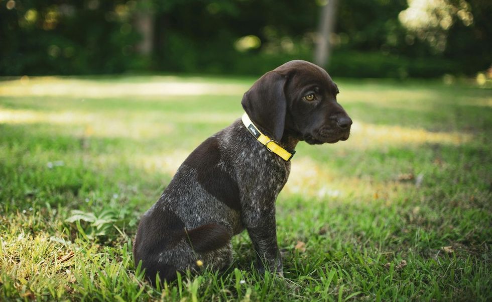 German Shorthaired Pointer