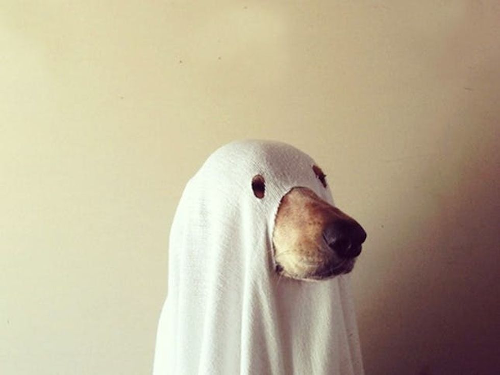 ghost costume for dogs