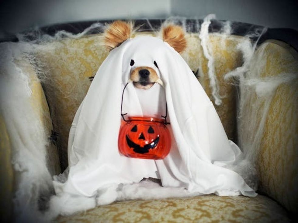 ghost dog costume