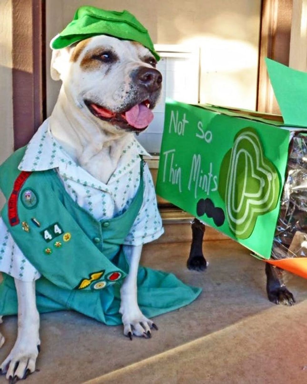 girl scout dog