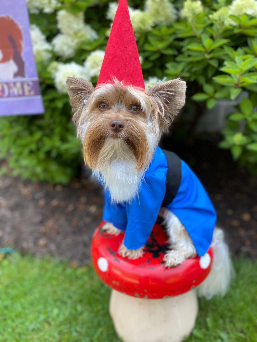 Gnome dog costume