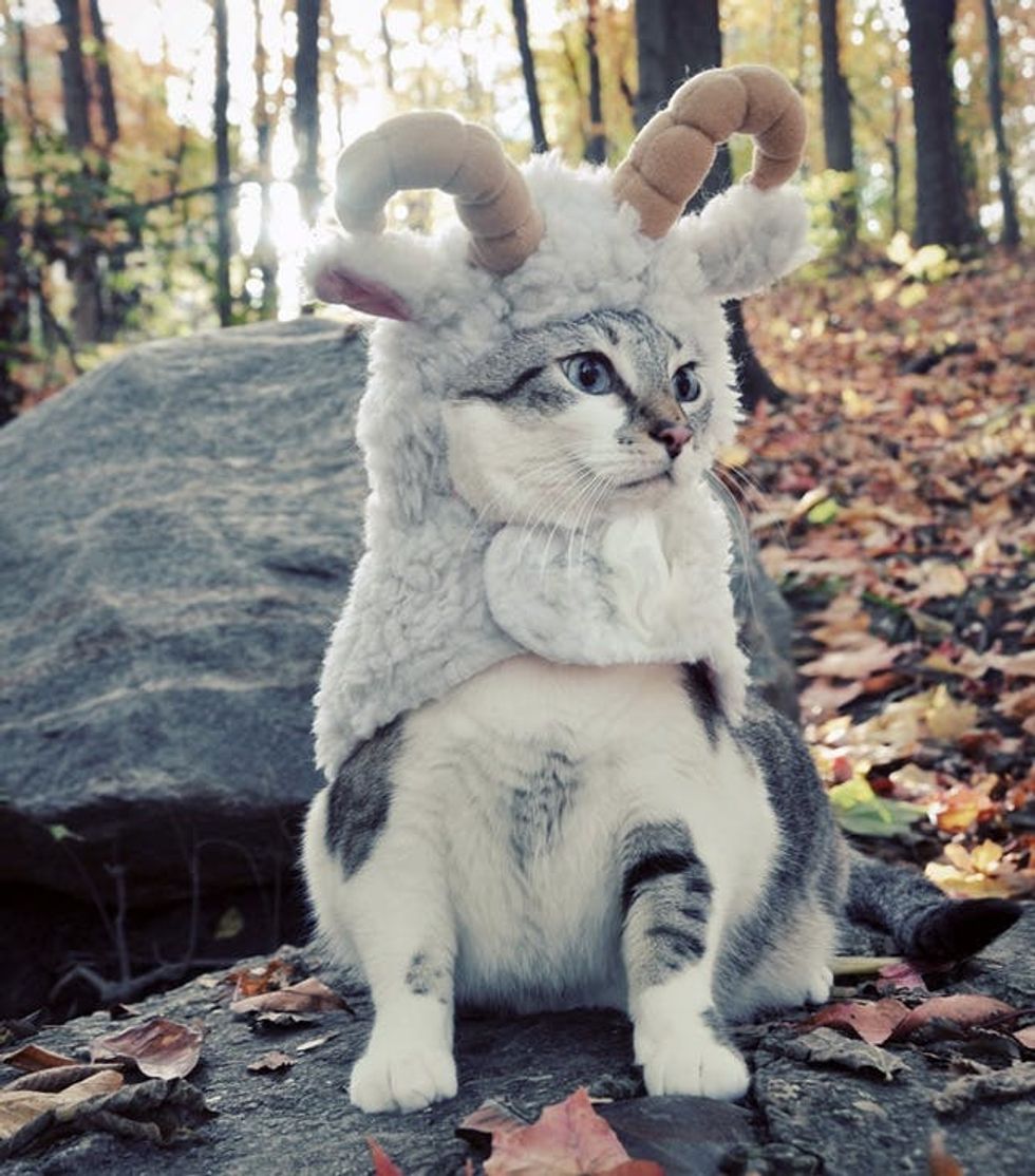 goat costume
