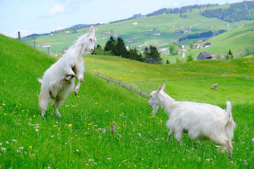 Goats play on a grassy field