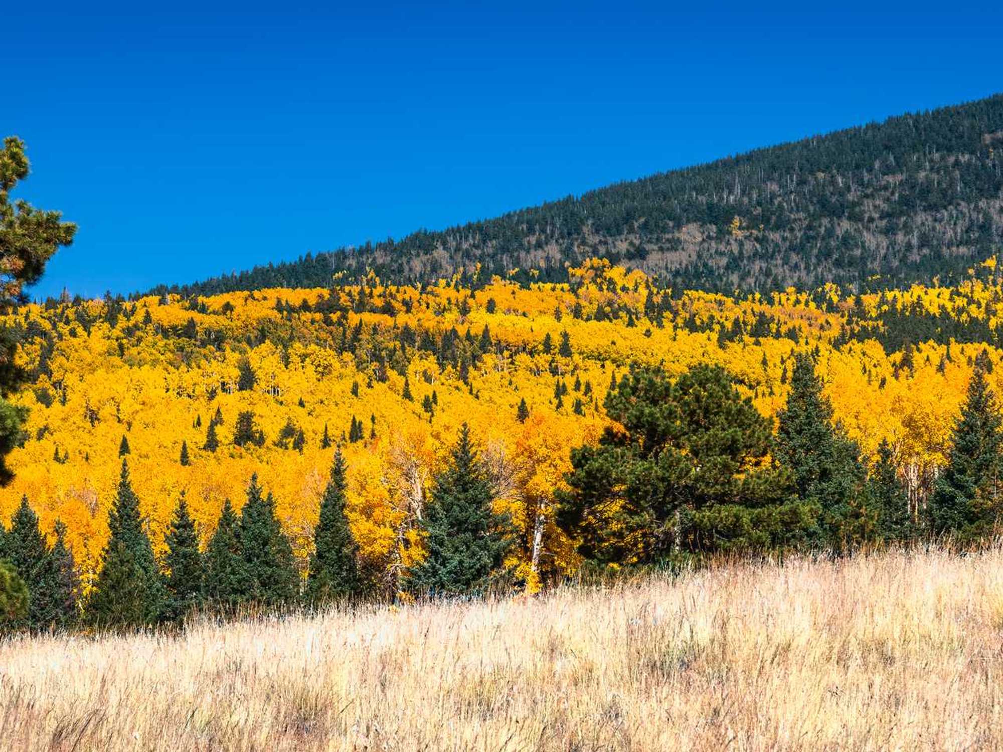 Golden autumn trees on hillside under clear blue sky with foreground meadow and dark pines.