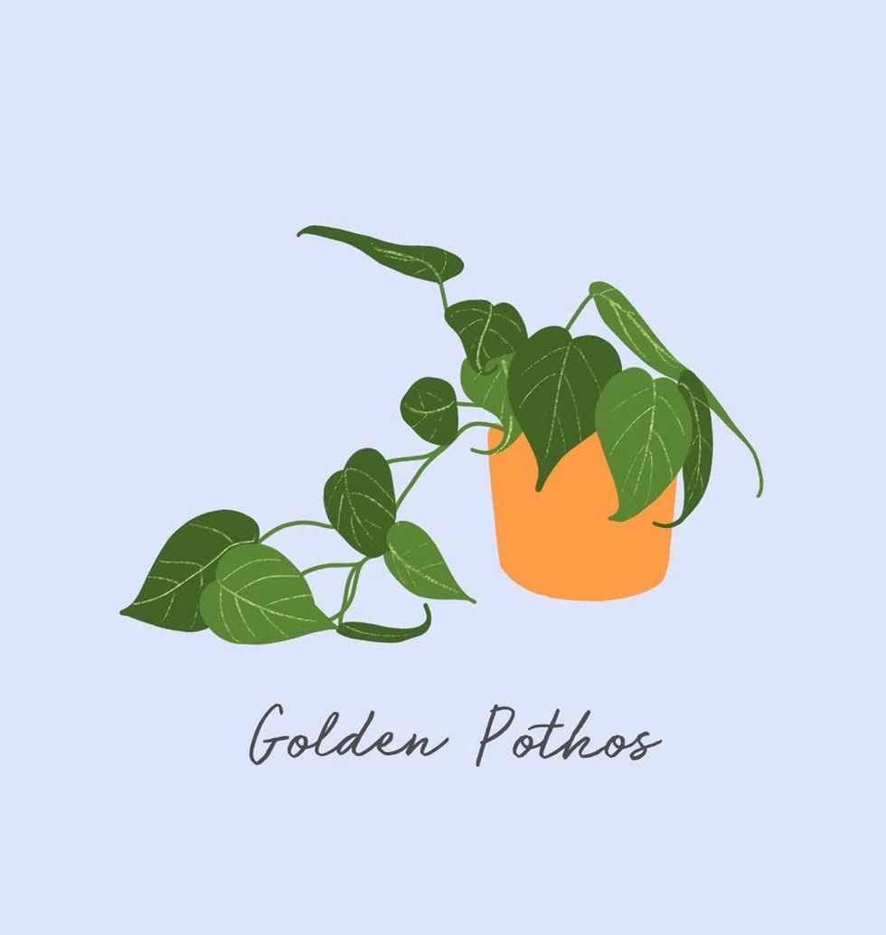 Golden Pothos